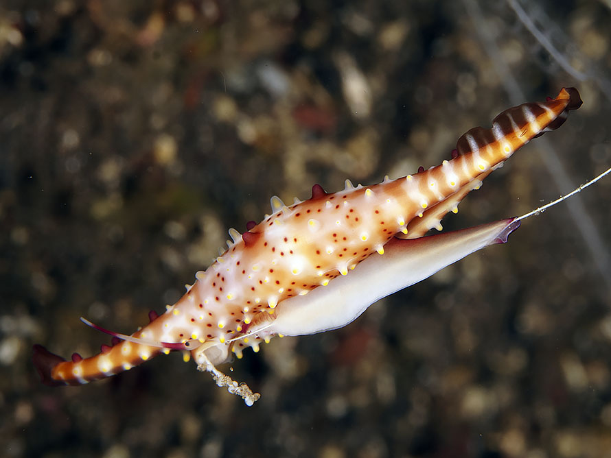 Phenacovolva rosea